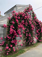 Elegant Climbing Rose Flower Seeds