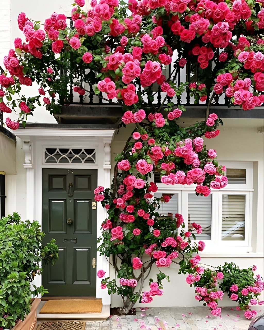 Elegant Climbing Rose Flower Seeds