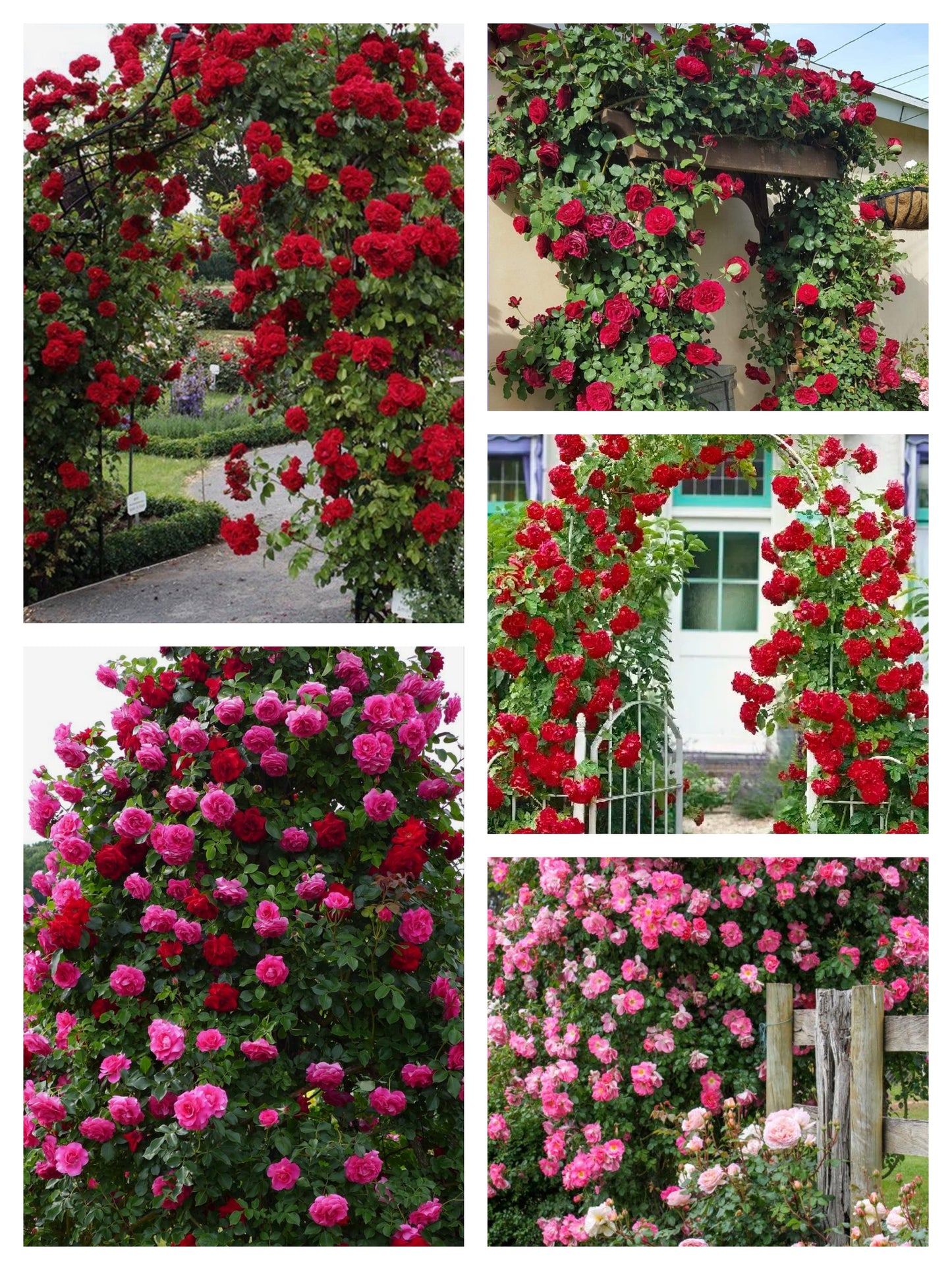Elegant Climbing Rose Flower Seeds